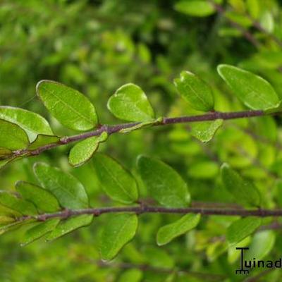 Lonicera pileata - Chèvrefeuille à feuilles de troène - Lonicera pileata