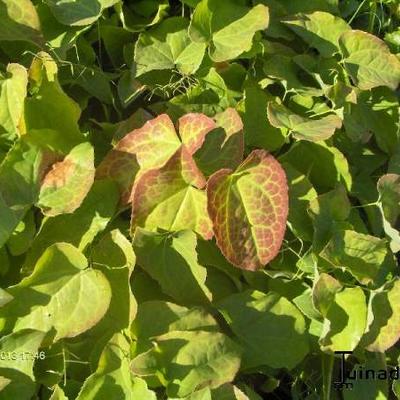 Epimedium pubigerum - Epimedium pubigerum