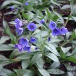 Pulmonaria longifolia 'Roy Davidson' - 