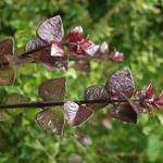 Lonicera nitida 'Red Tips' - 