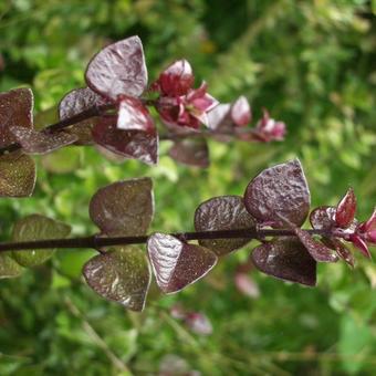 Lonicera nitida 'Red Tips'