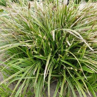 Carex morrowii 'Ice Dance'