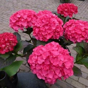 Hydrangea macrophylla BLACK DIAMONDS 'Red Angel'