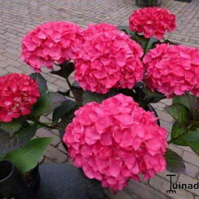 Hydrangea macrophylla BLACK DIAMONDS 'Red Angel' - 