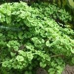 Ginkgo biloba 'Troll' - 