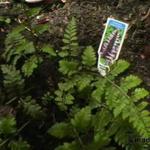 Dryopteris 'Japanese Painting' - 