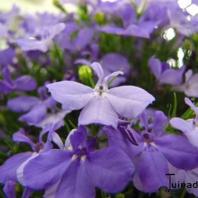 Lobelia x speciosa 'FAN Blue' - 