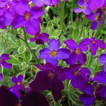 Aubrieta gracilis 'Kitte'