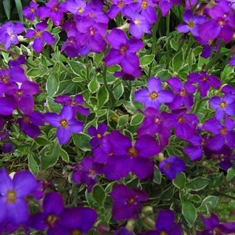 Aubrieta gracilis 'Kitte'