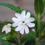 Silene latifolia subsp. alba - 