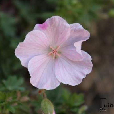 Geranium sanguineum 'Apfelblüte' - Geranium sanguineum 'Apfelblüte'