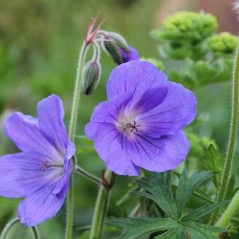 Geranium 'Orion'