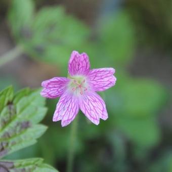 Geranium  x oxonianum