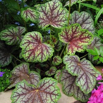 Heuchera 'Green Spice'