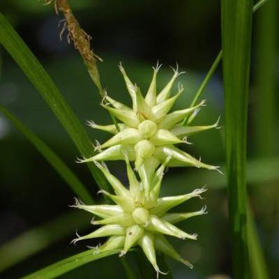 Carex grayi - Carex grayi