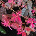 Loropetalum chinense 'Fire Dance' - 