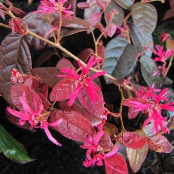 Loropetalum chinense 'Fire Dance'