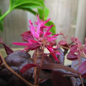 Loropetalum chinense 'Fire Dance'