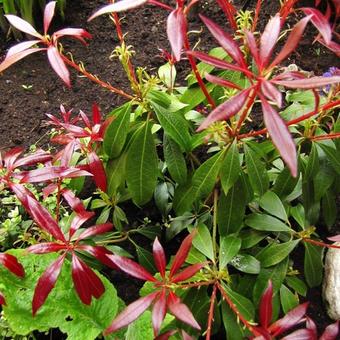 Pieris japonica 'Katsura'