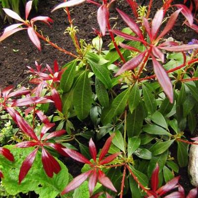 Pieris japonica 'Katsura' - 