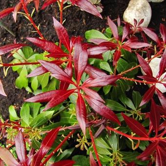 Pieris japonica 'Katsura'