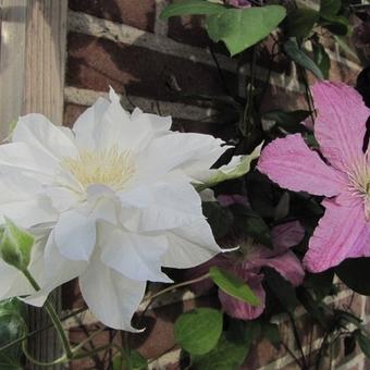 Clematis 'Madame Le Coultre'