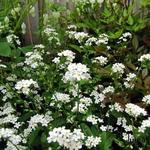 Myosotis spec.  - 