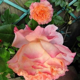 Rosa 'Augusta Luise'