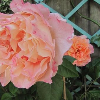 Rosa 'Augusta Luise'