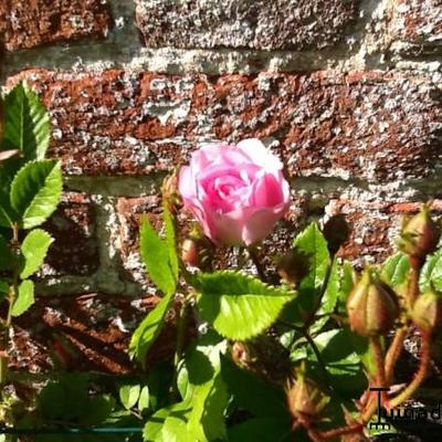 Rosa 'Super Dorothy' - 