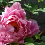 Paeonia suffruticosa 'Yachiyo-Tsubaki' - Paeonia suffruticosa 'Yachiyo-Tsubaki'