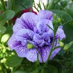 Petunia Tumbelina 'Priscilla' - 