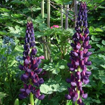 Lupinus polyphyllus 'Witchet'