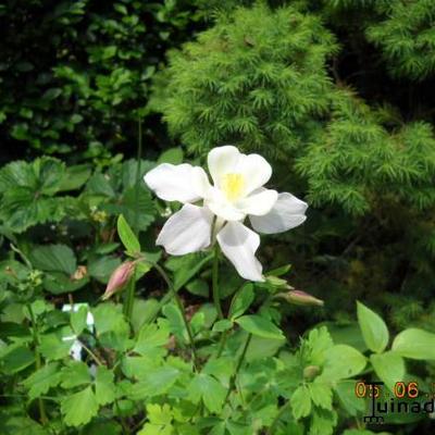 Aquilegia 'McKana Hybrids' - Aquilegia 'McKana Hybrids'