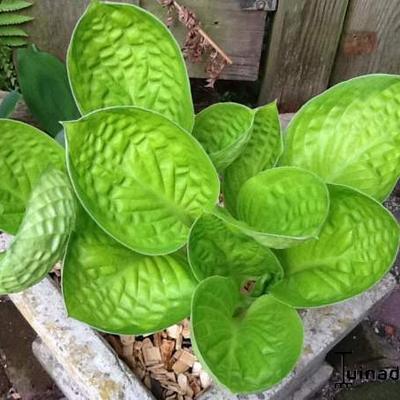 Hosta 'Rainforest Sunrise' - 