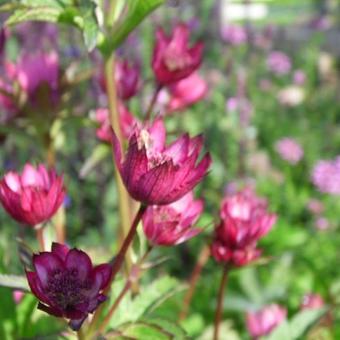 Astrantia carniolica 'Rubra'