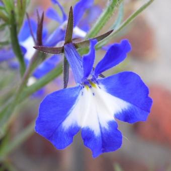 Lobelia erinus pendula