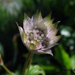 Astrantia 'Neeltje' - 