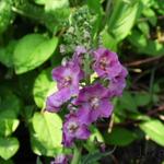 Violette Königskerze - Verbascum phoeniceum