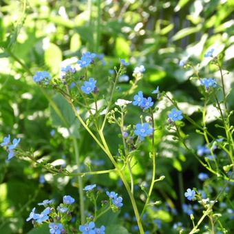 Brunnera macrophylla