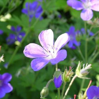 Geranium sylvaticum 'Mayflower'