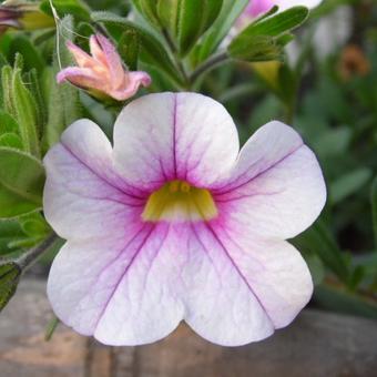 Calibrachoa Million Bells Series