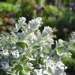 Helichrysum petiolare - Lakritz-Strohblume