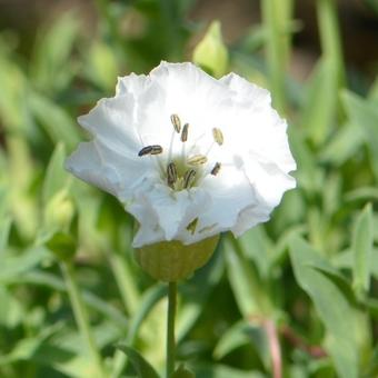 Silene uniflora 'Weisskehlchen'