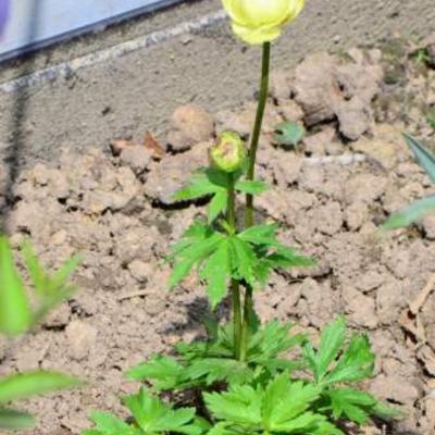 Trollius x cultorum 'New Moon'