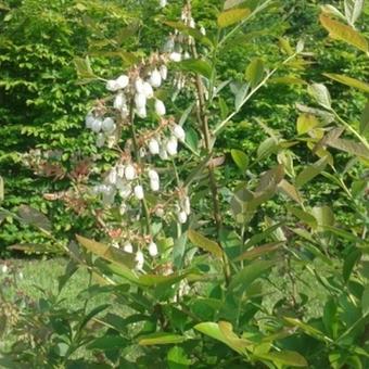 Vaccinium corymbosum 'Bluecrop'