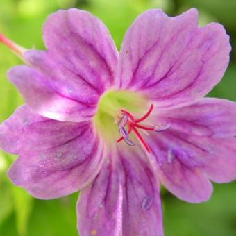 Geranium nodosum 'Whiteleaf'