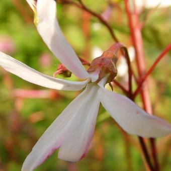 Gillenia trifoliata