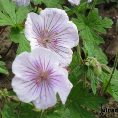 Geranium himalayense 'Derrick Cook' - Geranium himalayense 'Derrick Cook'