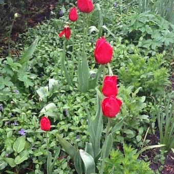 Tulipa 'Kingsblood'